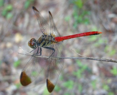 ���X����x