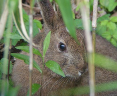 ニホンノウサギ