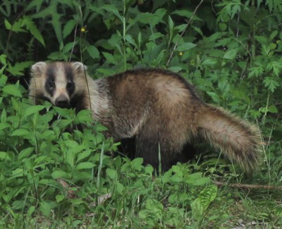 ニホンアナグマ