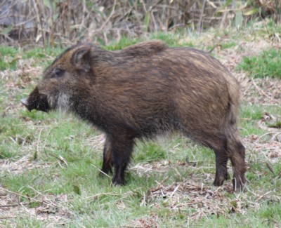 ニホンイノシシ