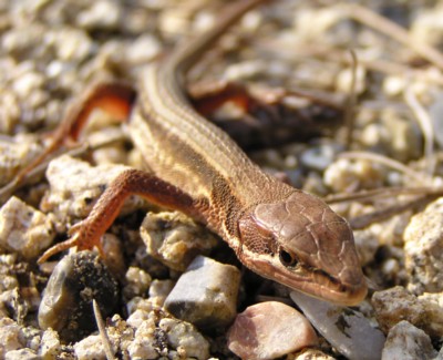 ���{����