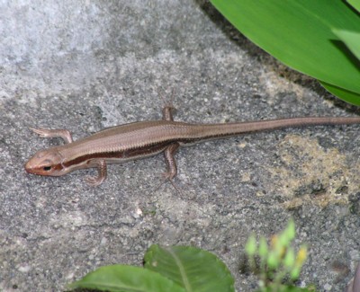 ���{�Η��q