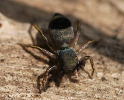 �A�I�I�r�n�G�g��