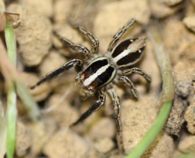 �`���X�W�n�G�g��