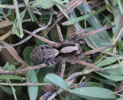 �n���N���R�����O��