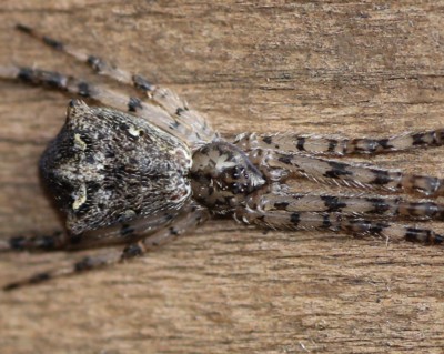 �q�V�K�^�O��