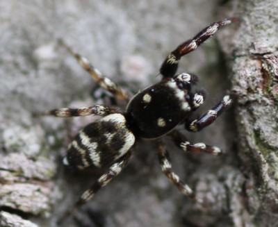 �C�i�Y�}�n�G�g��