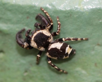 �J���X�n�G�g��