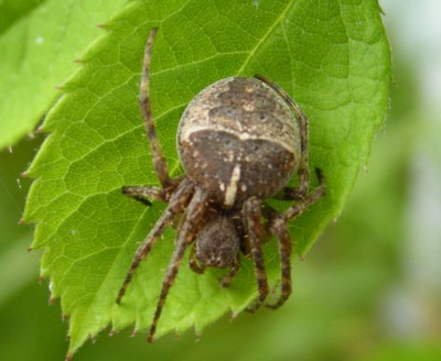 �L�U�n�V�I�j�O��