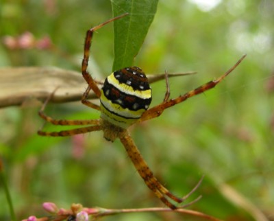 �R�K�^�R�K�l�O��