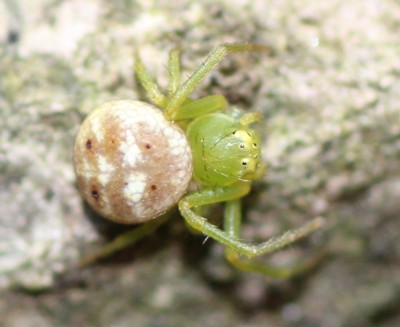 �R�n�i�O��