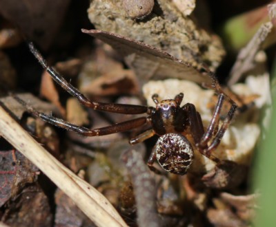 �N�}�_�n�i�O��