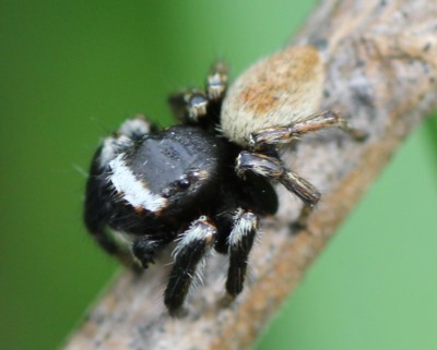 �}�~�W���n�G�g��