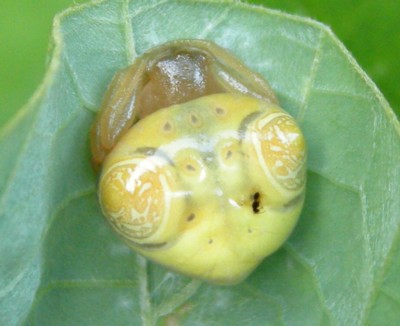 �I�I�g���m�t���_�}�V