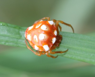 �T�J�O�`�g���m�t���_�}�V