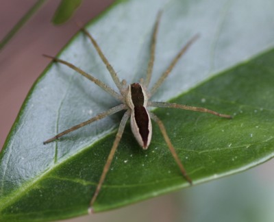 �X�W�A�J�n�V���O��