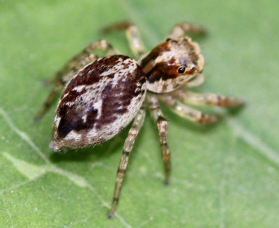 �E�X�X�W�n�G�g��