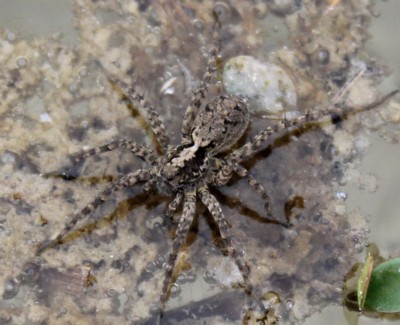 �E�d�L�R�����O��