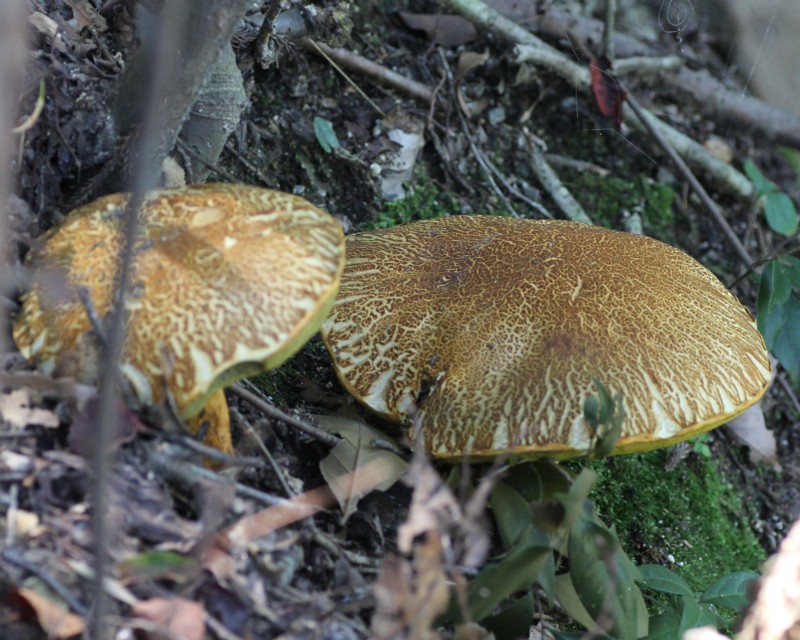 �A�J���}�h��