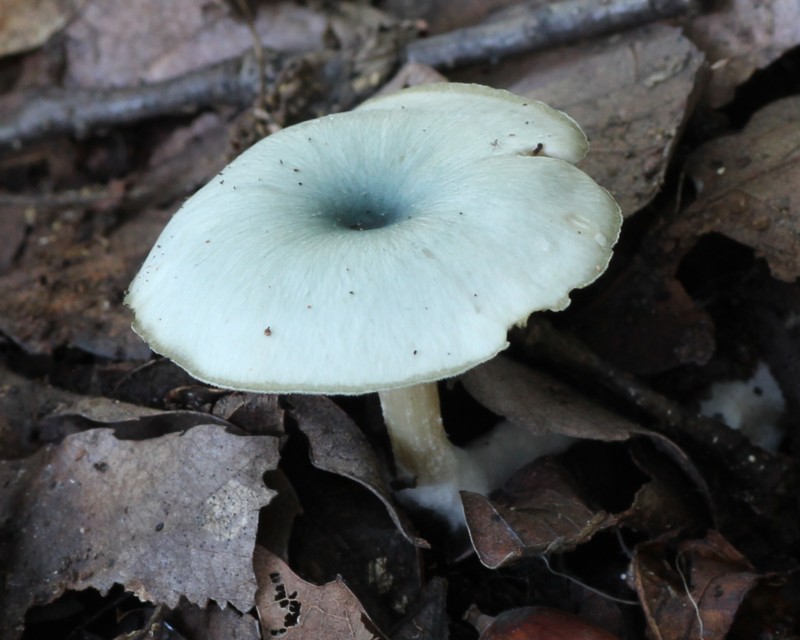 �A�I�C�k�V���W