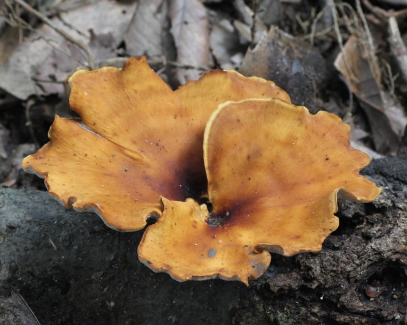 �A�V�O���^�P