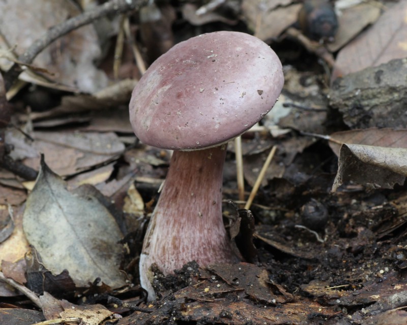 �u�h�E�j�K�C�O�`