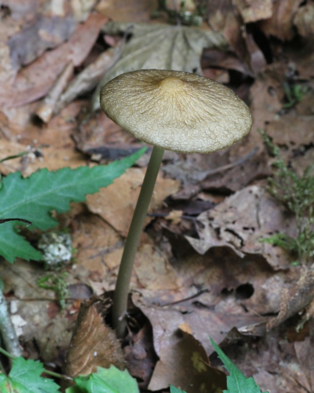 �u�i�m�����c�G�^�P