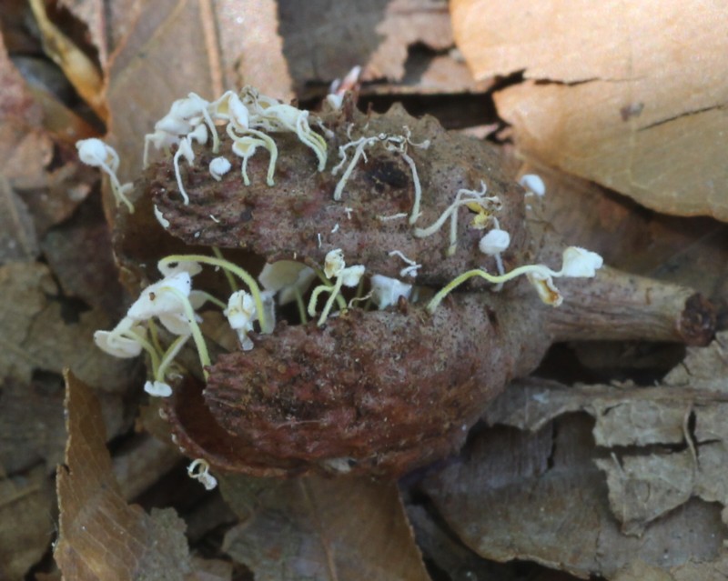 �u�i�m�V���q�i�m�`�������^�P