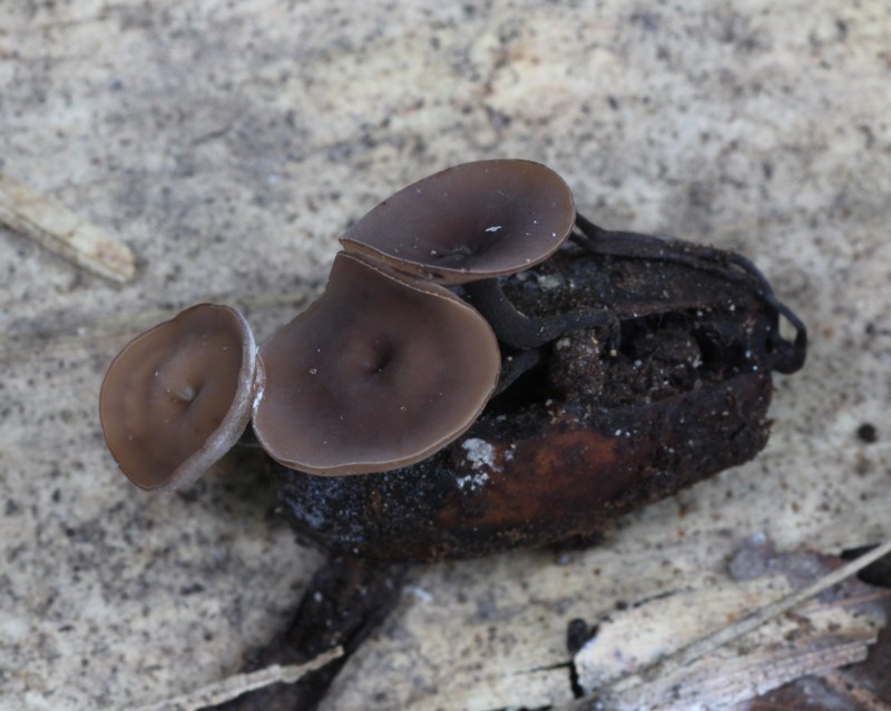 �h���O���L���J�N�L��