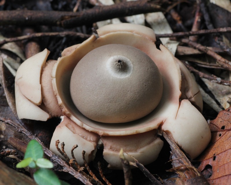 �G���}�L�c�`�O��