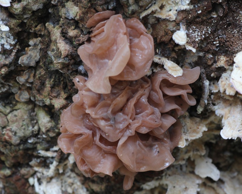 �n�i�r���j�J���^�P