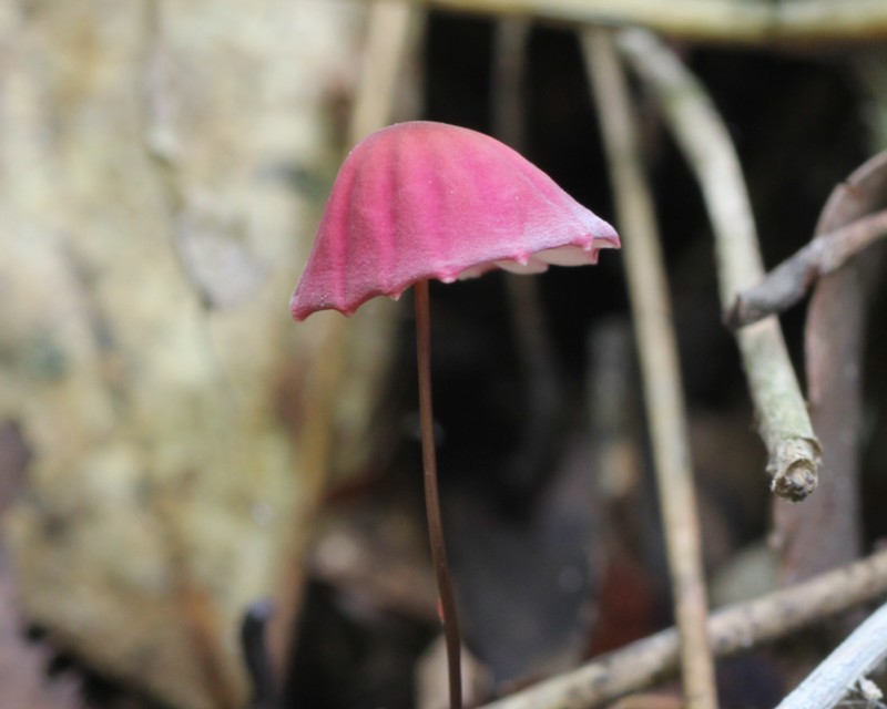 �n�i�I�`�o�^�P