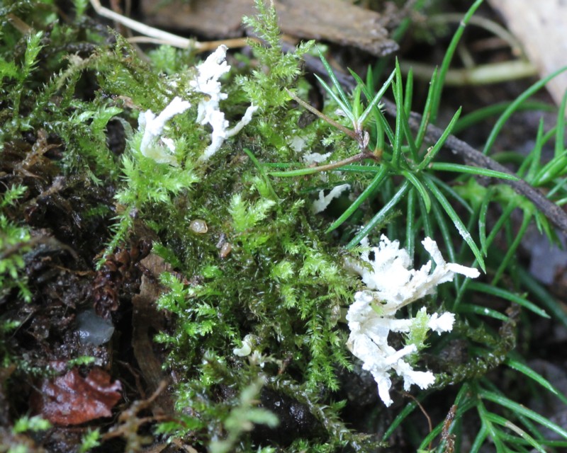 �n�i�T�i�M�^�P