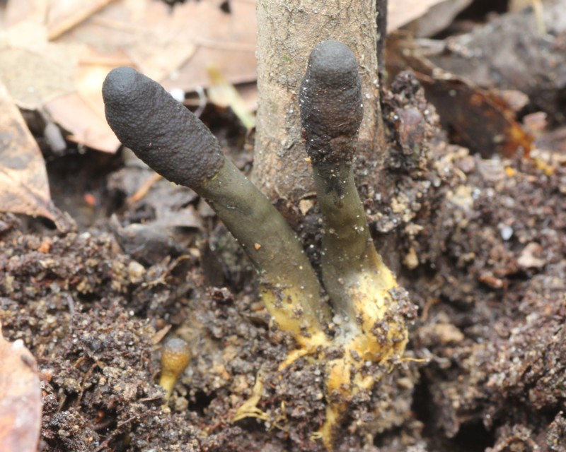 �n�i���X���^�P