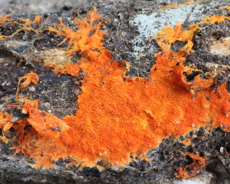 �q�C���n���^�P