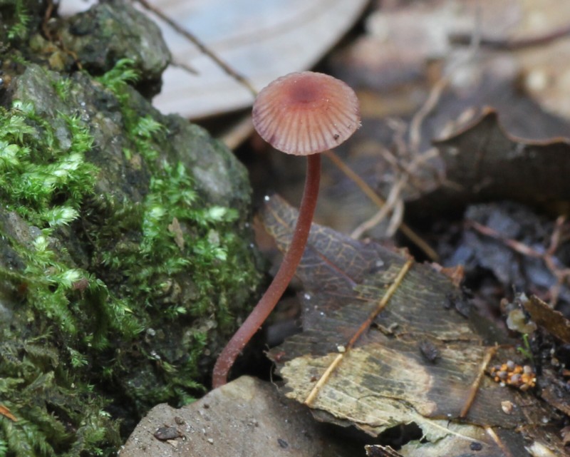 �q���`�V�I�^�P