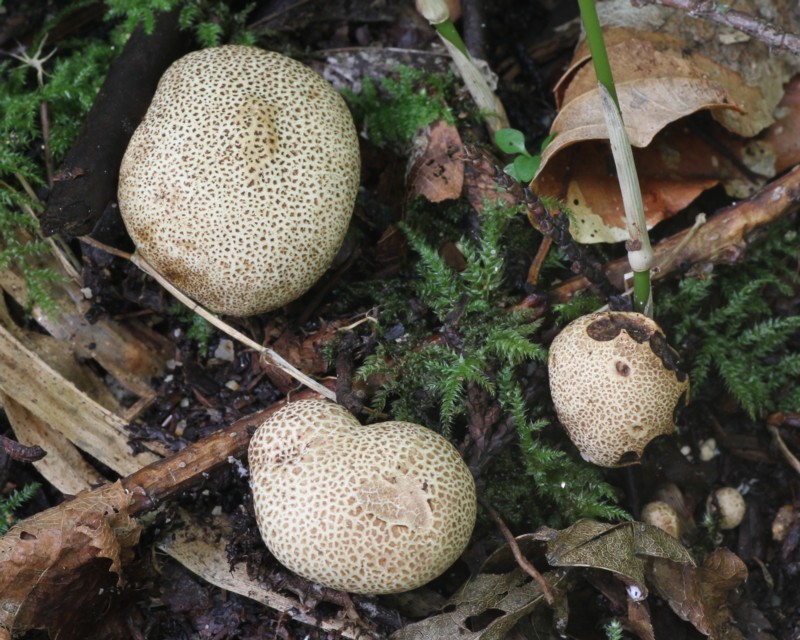 �q���J�^�V���E��