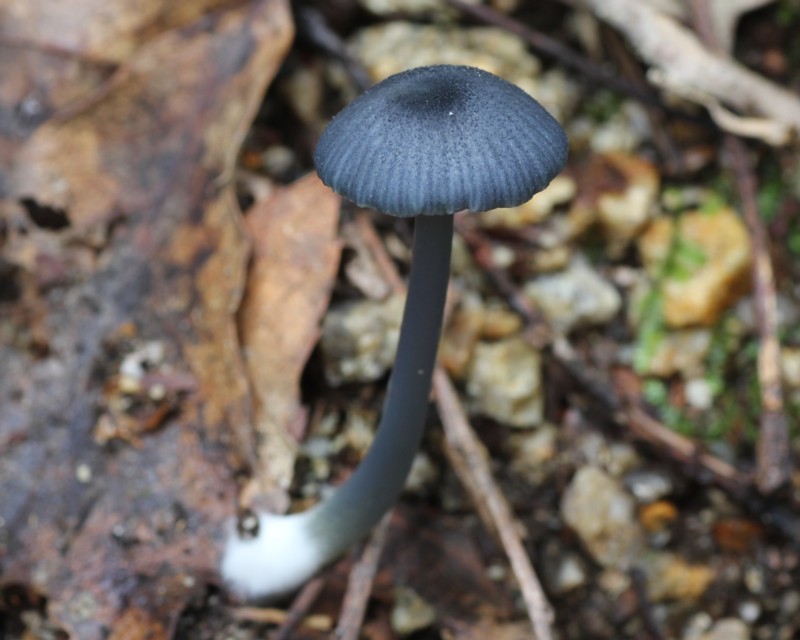 �q���R���C���C�b�|���V���W