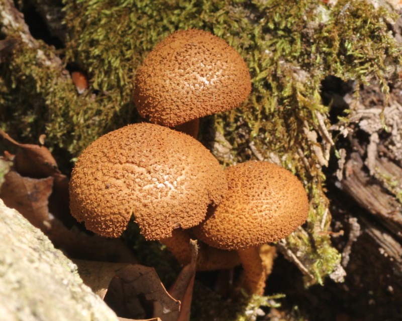 �q���X�M�^�P