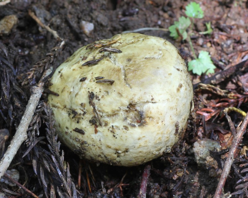 �W���K�C���^�P