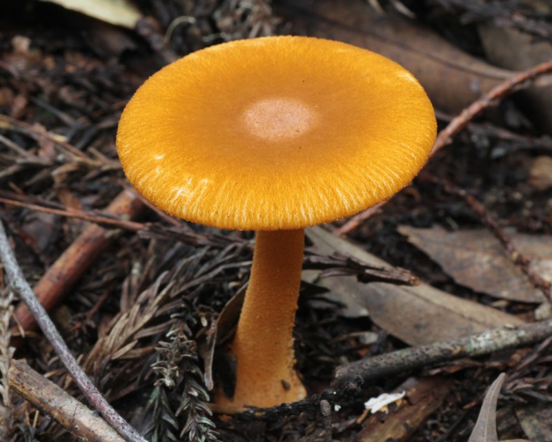 �J�o�C���R�i�e���O�^�P