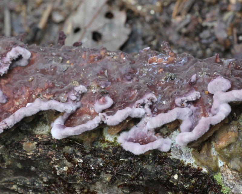 �J�~�E���R�^�P