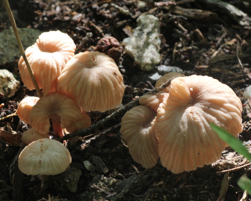 �J���o�L�c�l�^�P