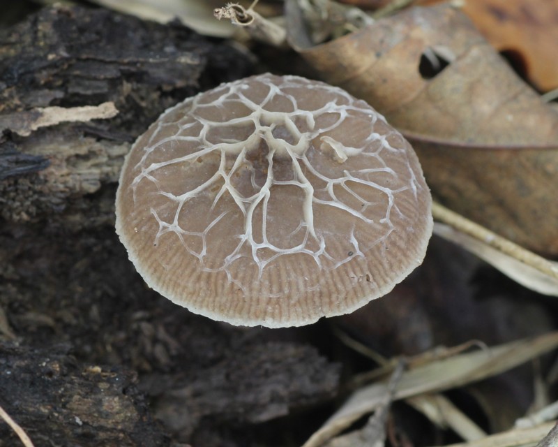 �J�T�q�_�^�P