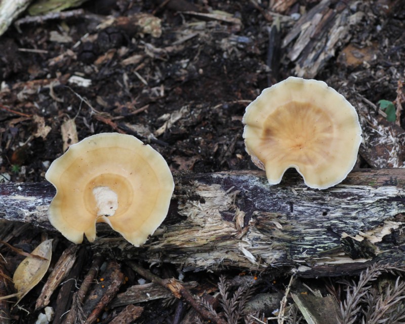 �L�A�V�O���^�P