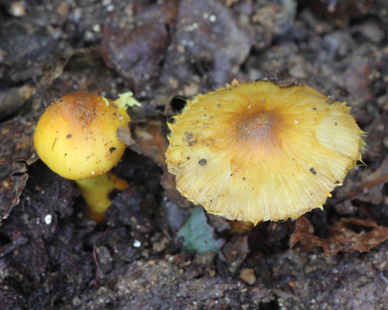 �L�C���A�Z�^�P