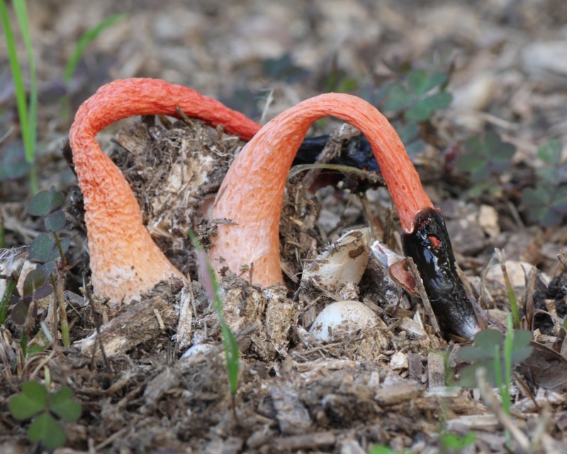 �L�c�l�m�^�C�}�c