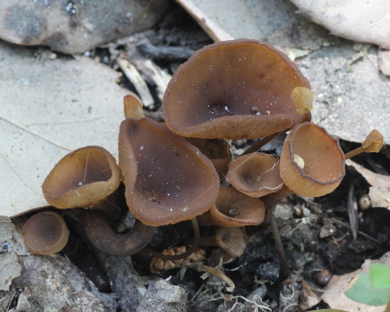 �L�c�l�m����