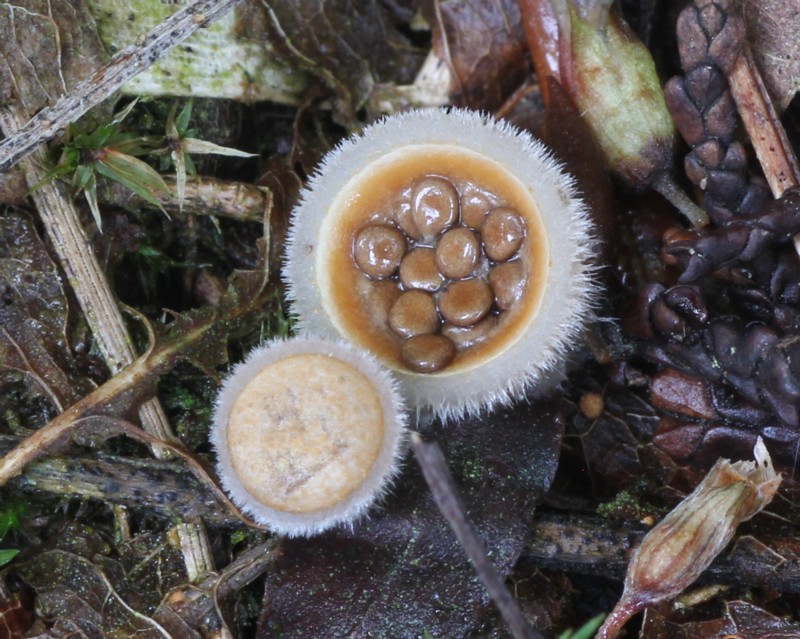 �R�`���_�C�S�P