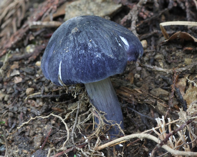 �R���C���C�b�|���V���W